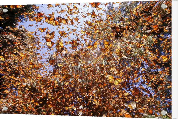 Monarch butterfly (Danaus plexippus) wintering in Oyamel pine forests (Abies religiosa)