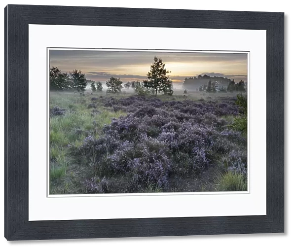 Heathland with Common heather (Calluna vulgaris) and scattered trees