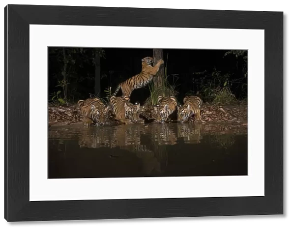 Tigress (Panthera tigris tigris) with her four cubs from Chandrapur district