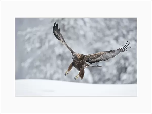 Golden eagle (Aquila chrysaetus) landing in snow, Kuusamo, Finland, December