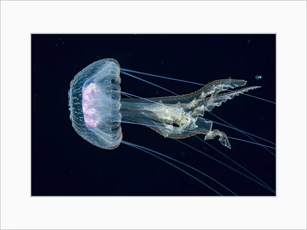 Jellyfish, probably a purple stinger (Pelagia noctiluca) at night in the Sargasso Sea