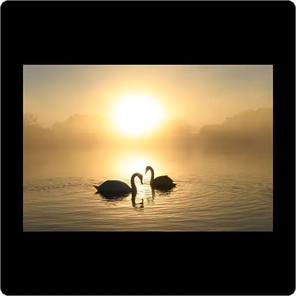 Mute swan (Cygnus olor) pair at sunrise. London, UK. December