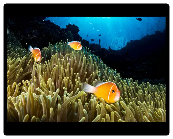 Pink anemonefish (Amphiprion perideraion) living in symbiotic association with