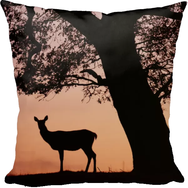 Red Deer stag and hind (Cervus elaphus) silhouetted at sunset, Holkham Park, Norfolk, UK