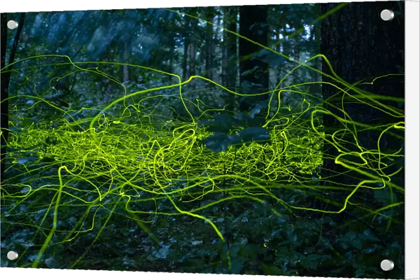 Firefly (Lamprohiza splendidula) light trails of males in forest, Bavaria, Germany. July