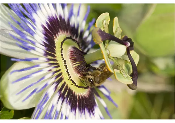 Honey bee (Apis mellifera) foraging on a passion flower (Passiflora caerulea), Berkshire