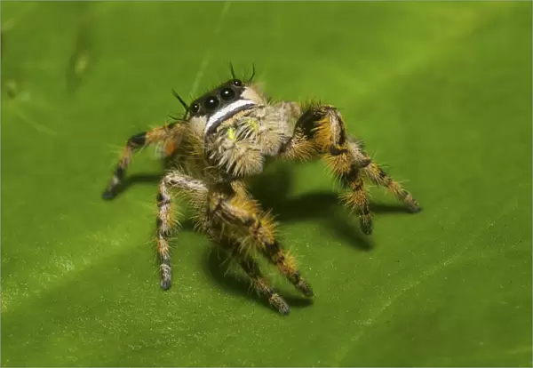 Canopy jumping spider (Phidippus otiosus) male, North Florida, USA, September