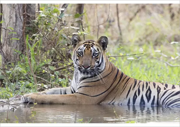Bengal tiger (Panthera tigris tigris) cooling down in artificial water hole, portrait