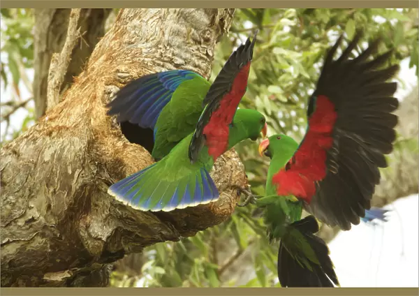 Eclectus parrot (Eclectus roratus) two males arrive at a nest cavity at the same time