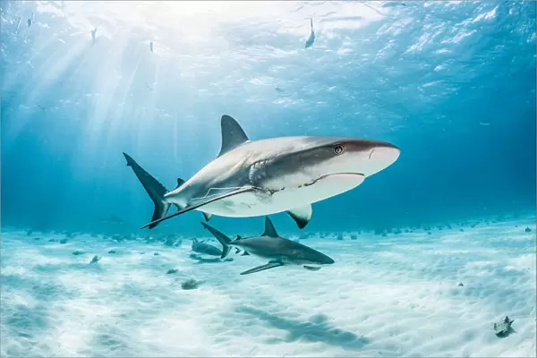Two Caribbean reef shark (Carcharhinus perezi) one with a fishing hook and line