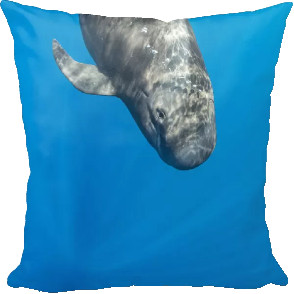 Short-finned pilot whale (Globicephala macrorhynchus) swimming below surface