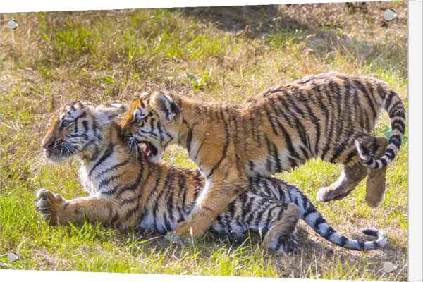 Siberian tiger (Panthera tigris altaica) cubs, age 3 months, playing. Captive