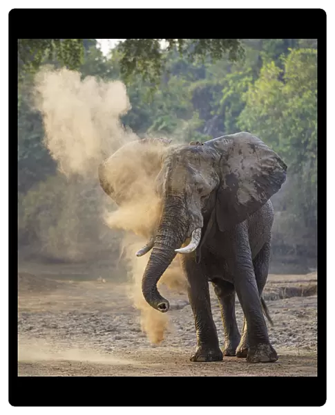 African elephant (Loxodonta africana) dust bathing, Mana Pools National Park, Zimbabwe