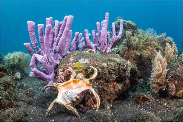 Chiragra spider conch shell (Harpago chiragra) in diverse tropical reef, Tulamben