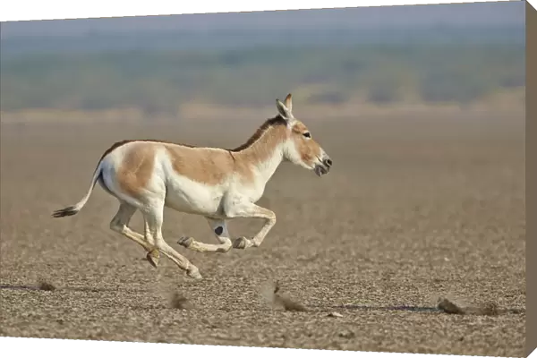 Indian wild ass (Equus hemionus khur) running, Wild Ass Sanctuary, Little Rann of Kutch