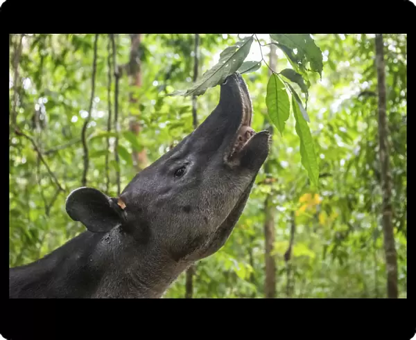 Bairds tapir (Tapirus bairdii) browsing on leaves, rainforest