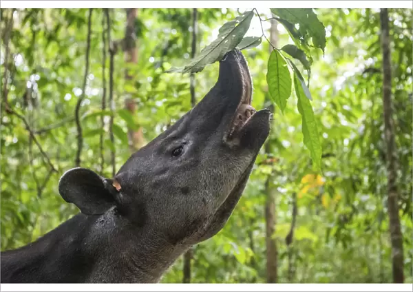Bairds tapir (Tapirus bairdii) browsing on leaves, rainforest