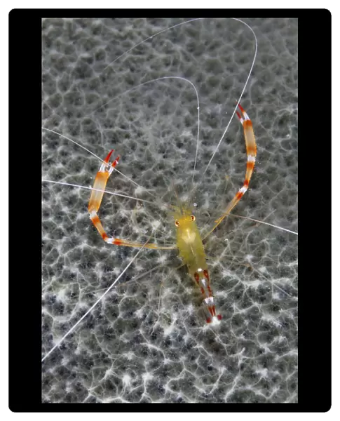 Golden coral shrimp (Stenopus scutellatus), Cienaga de Zapata National Park