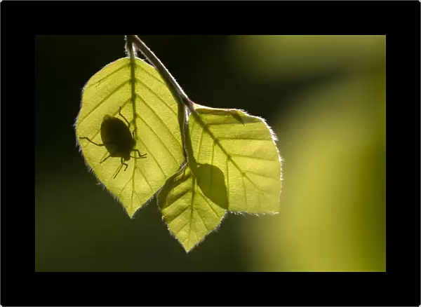 Green shieldbug (Palomena prasina) silhouetted on beech leaves (Fagus sylvatica)