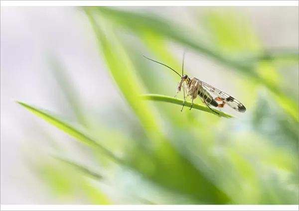 Scorpion fly (Panorpa sp. ) male, basking in foliage. Peak District National Park