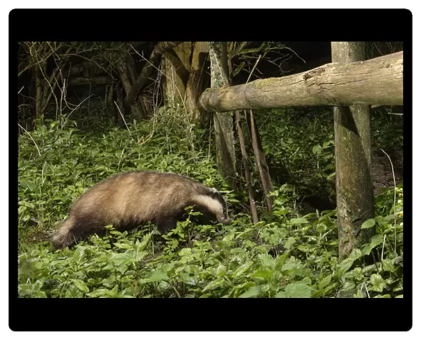European badger (Meles meles) using a trail under a fence separating a garden