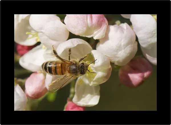 Honey bee (Apis mellifera) nectaring on a Crab apple (Malus sylvestnis