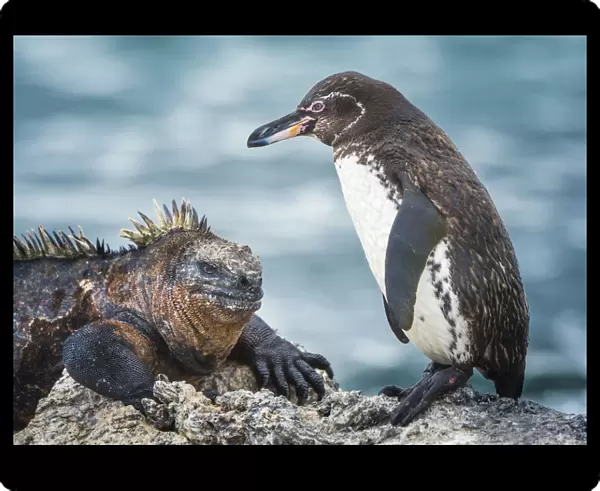 Galapagos penguin (Spheniscus mendiculus) and Marine iguana (Amblyrhynchus cristatus