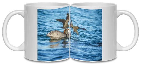 Brown noddy (Anous stolidus) two mobbing Brown pelican (Pelecanus occidentalis