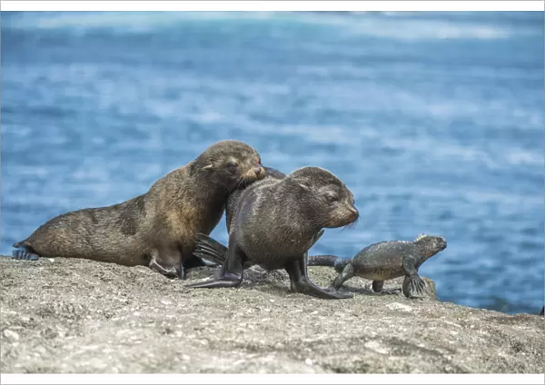 Galapagos fur seal (Arctocephalus galapagoensis) pups watching Marine iguana