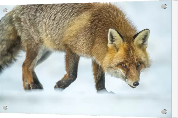 Red fox (Vulpes vulpes) walking in snow, Jura, Switzerland