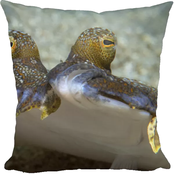 Wide-eyed flounder (Bothus podas) portrait showing eyes above head, Tenerife