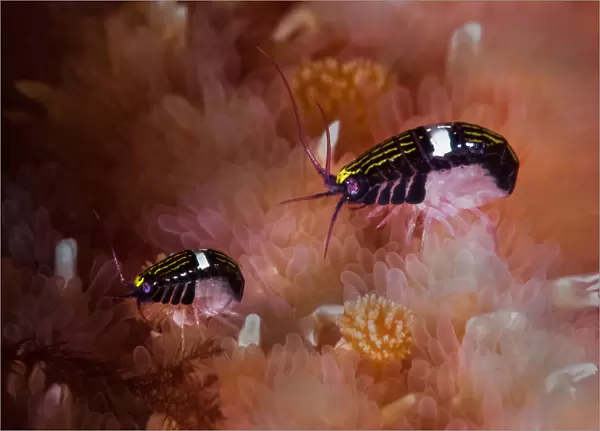 Sea fleas (Chromopleustes oculatus) on dorsal surface of a Giant sunflower seastar