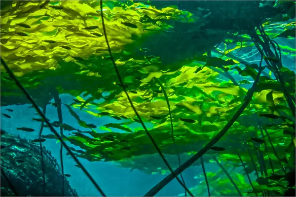 Bull kelp canopy (Nereocystis luetkeana) floating on the surface providing protective