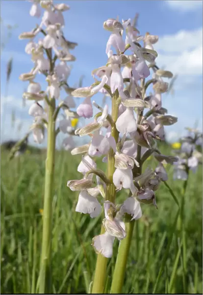 Green-winged orchid (Orchis  /  Anacamptis morio) clump, pale pink  /  white form