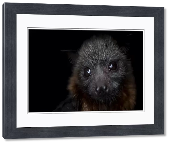 Portrait of a female rescued Grey-headed flying-fox (Pteropus poliocephalus) pup
