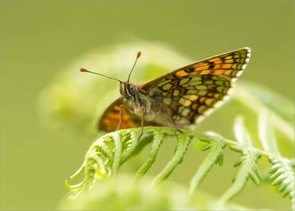 Heath fritillary (Mellicta athalia) butterfly basking on bracken (Pteridium aquilinum)