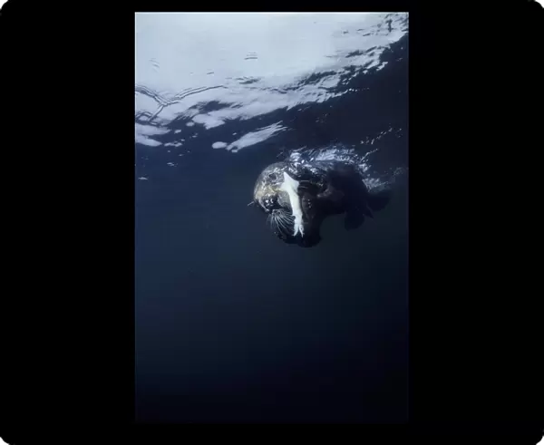 Sea otter (Enhydra lutris) feeding. Monterey Bay, California, USA