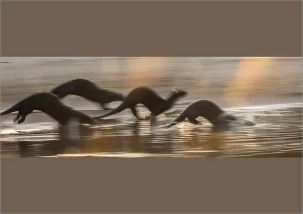 Giant Otters (Pteronura brasiliensis) running along a sand bar