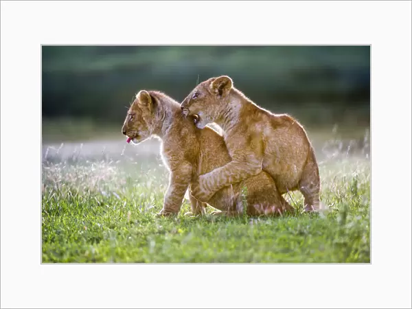 RF - African Lion cubs (Panthera leo) playing - age 4 months, Big Marsh, near Ndutu