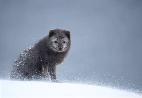 Arctic fox (Vulpes lagopus) resting in snow. Hornstrandir Nature Reserve, Iceland