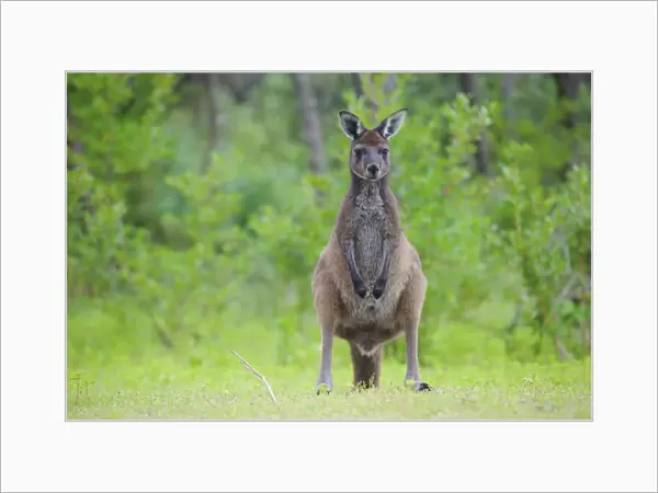 Western grey kangaroo (Macropus fuliginosus). Leeuwin-Naturaliste National Park
