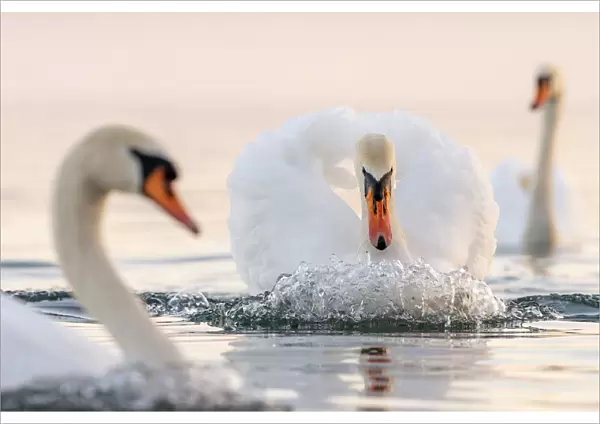 Mute swan (Cygnus olor) in a threathening territorial pose