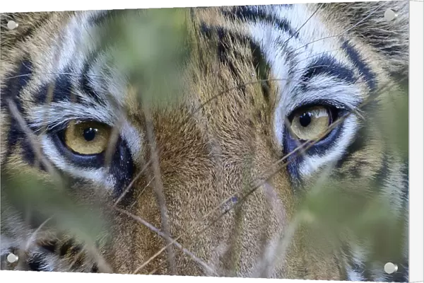 RF - Eyes  /  face of female Bengal tiger (Panthera tigris tigris