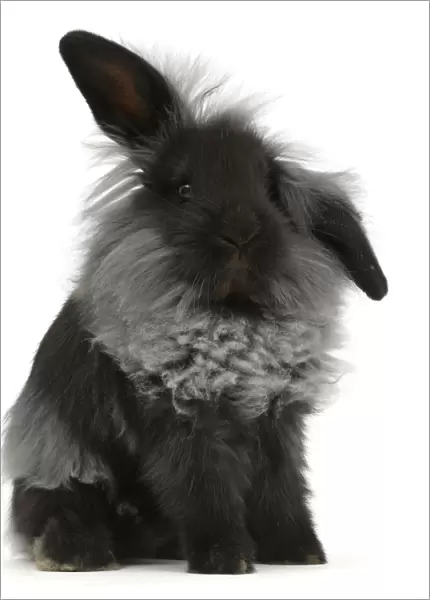 RF - Black Lionhead rabbit, sitting. (This image may be licensed either as rights