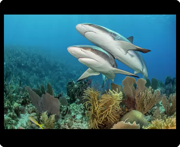 Pair of Caribbean reef sharks (Carcharhinus perezi) swim over a coral reef