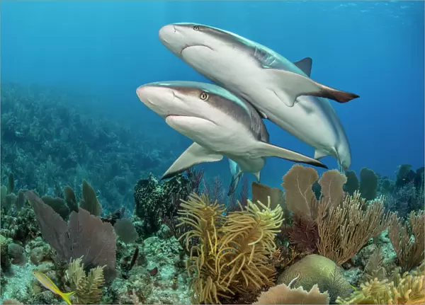 Pair of Caribbean reef sharks (Carcharhinus perezi) swim over a coral reef