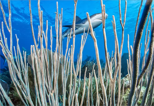 Caribbean reef shark (Carcharhinus perezi) swims over a coral reef