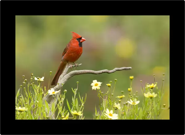 Northern cardinal (Cardinalis cardinalis) male in a late summer garden setting