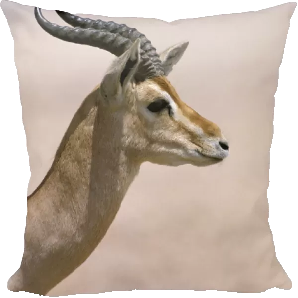 Arabian gazelle (Gazella gazella), Jaluni, Oman, May