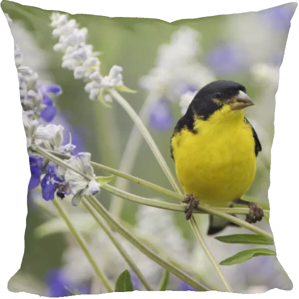 Lesser Goldfinch {Carduelis psaltria} black-backed male on Mealy sage (Salvia farinacea